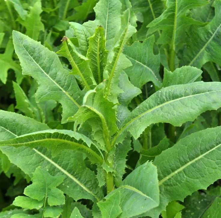 Wild Lettuce Live Plant – Edible Herb – 4 Inch Pot – Easy Grow Outdoor Wild Lettuce Live Plant – Edible Herb – 4 Inch Pot – Easy Grow Outdoor - Image 2