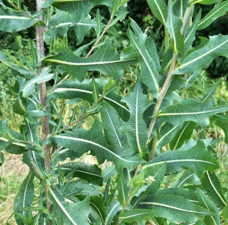 Wild Lettuce Live Plant – Edible Herb – 4 Inch Pot – Easy Grow Outdoor Wild Lettuce Live Plant – Edible Herb – 4 Inch Pot – Easy Grow Outdoor - Image 3