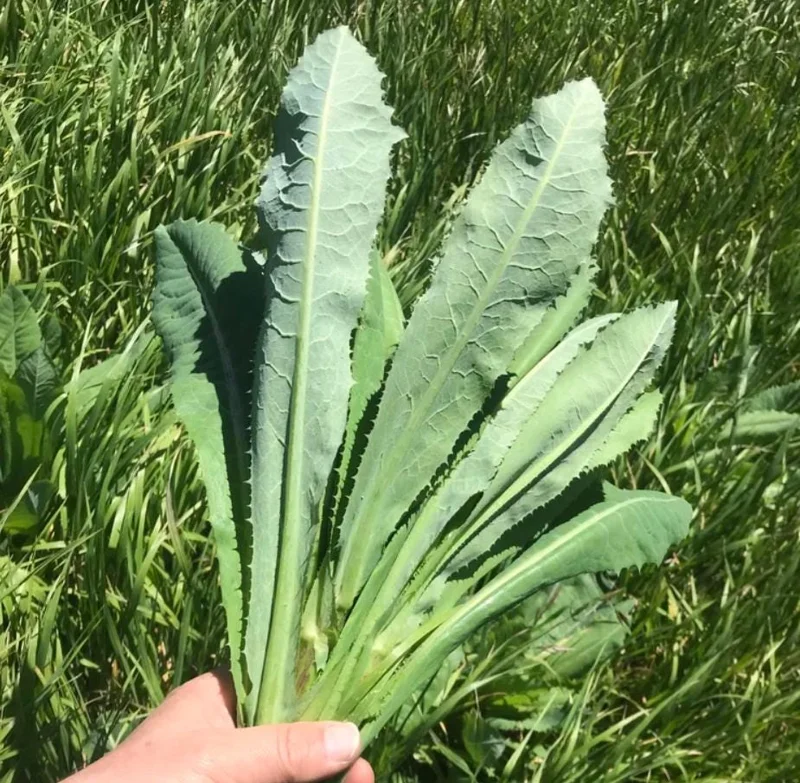 Wild Lettuce Live Plant – Edible Herb – 4 Inch Pot – Easy Grow Outdoor Wild Lettuce Live Plant – Edible Herb – 4 Inch Pot – Easy Grow Outdoor - Image 4