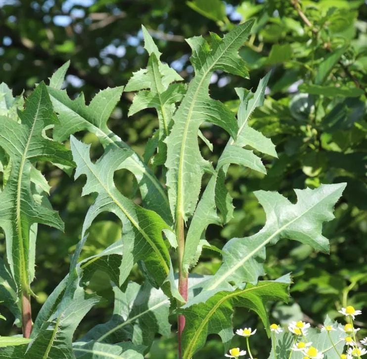 Wild Lettuce Live Plant – Edible Herb – 4 Inch Pot – Easy Grow Outdoor Wild Lettuce Live Plant – Edible Herb – 4 Inch Pot – Easy Grow Outdoor - Image 1