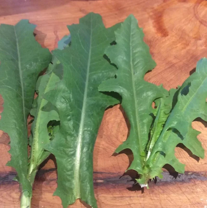 Wild Lettuce Live Plant – Edible Herb – 4 Inch Pot – Easy Grow Outdoor Wild Lettuce Live Plant – Edible Herb – 4 Inch Pot – Easy Grow Outdoor - Image 5