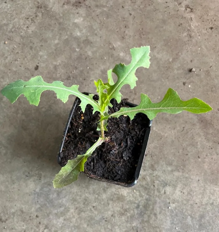 Wild Lettuce Live Plant – Edible Herb – 4 Inch Pot – Easy Grow Outdoor Wild Lettuce Live Plant – Edible Herb – 4 Inch Pot – Easy Grow Outdoor - Image 6