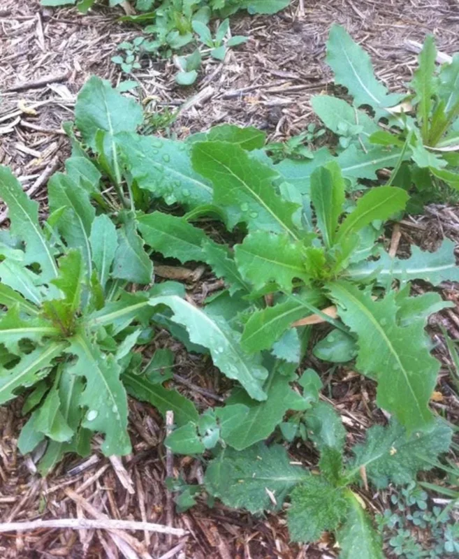 Wild Lettuce Live Plant – Edible Herb – 4 Inch Pot – Easy Grow Outdoor Wild Lettuce Live Plant – Edible Herb – 4 Inch Pot – Easy Grow Outdoor - Image 7