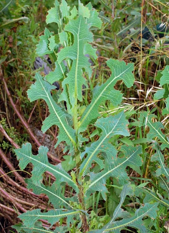 Wild Lettuce Live Plant – Edible Herb – 4 Inch Pot – Easy Grow Outdoor Wild Lettuce Live Plant – Edible Herb – 4 Inch Pot – Easy Grow Outdoor - Image 8