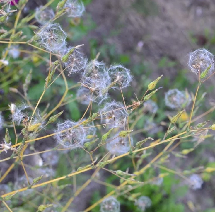 Wild Lettuce Live Plant – Edible Herb – 4 Inch Pot – Easy Grow Outdoor Wild Lettuce Live Plant – Edible Herb – 4 Inch Pot – Easy Grow Outdoor - Image 9