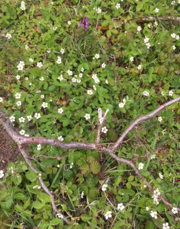 Wild Strawberry Live Plant – 3-Inch Pot – Edible Berries – Fragaria vesca Wild Strawberry Live Plant – 3-Inch Pot – Edible Berries – Fragaria vesca - Image 10