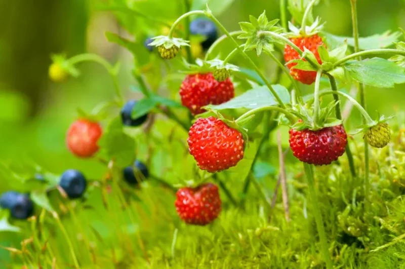 Wild Strawberry Live Plant – 3-Inch Pot – Edible Berries – Fragaria vesca Wild Strawberry Live Plant – 3-Inch Pot – Edible Berries – Fragaria vesca - Image 1