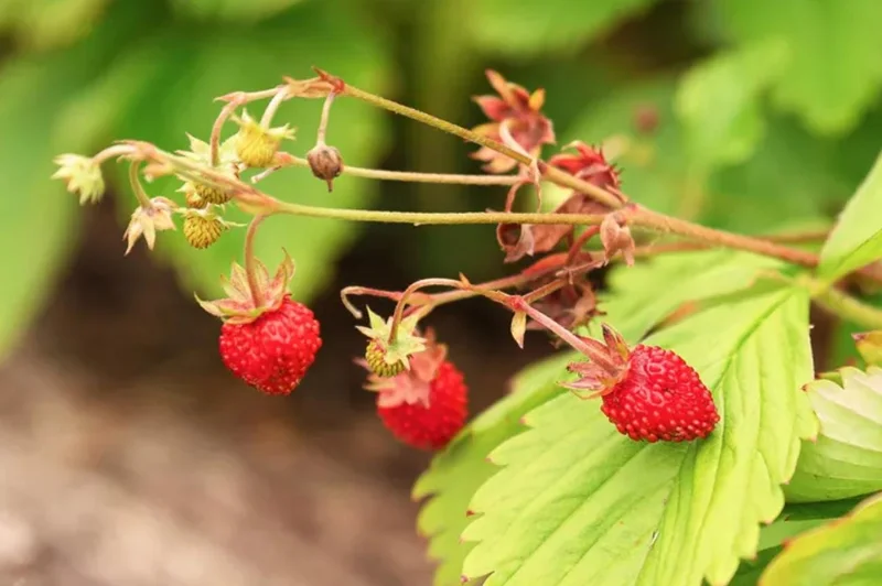 Wild Strawberry Live Plant – 3-Inch Pot – Edible Berries – Low-Growing Bush - Image 2