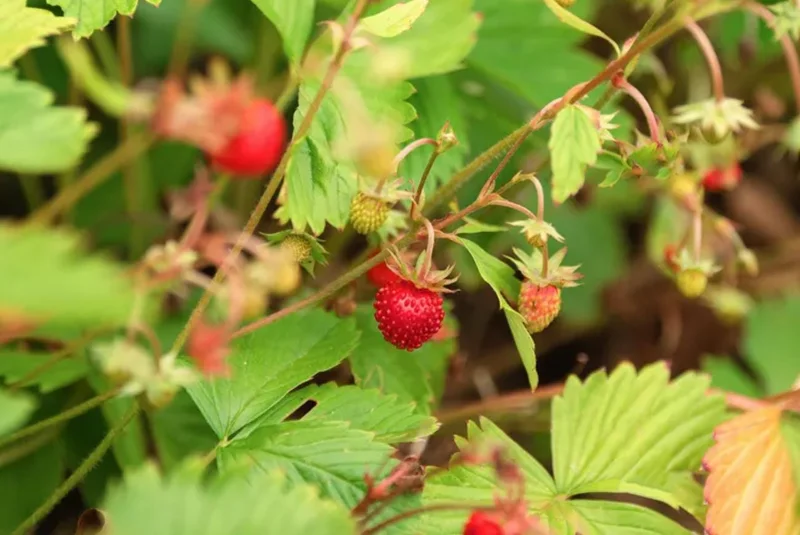 Wild Strawberry Live Plant – 3-Inch Pot – Edible Berries – Fragaria vesca Wild Strawberry Live Plant – 3-Inch Pot – Edible Berries – Fragaria vesca - Image 3