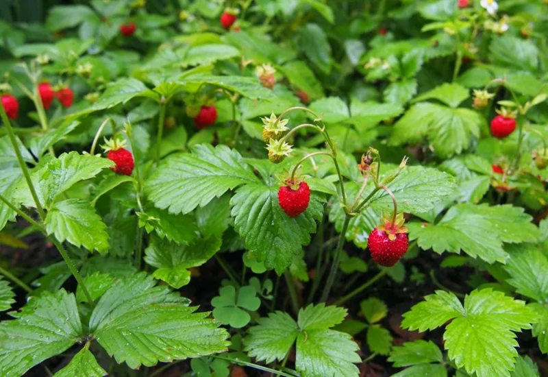 Wild Strawberry Live Plant – 3-Inch Pot – Edible Berries – Fragaria vesca Wild Strawberry Live Plant – 3-Inch Pot – Edible Berries – Fragaria vesca - Image 5
