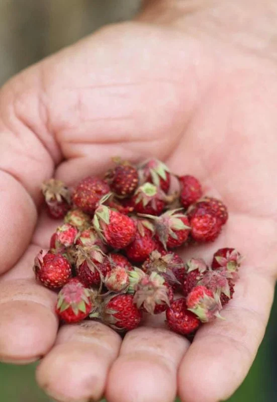 Wild Strawberry Live Plant – 3-Inch Pot – Edible Berries – Fragaria vesca Wild Strawberry Live Plant – 3-Inch Pot – Edible Berries – Fragaria vesca - Image 6