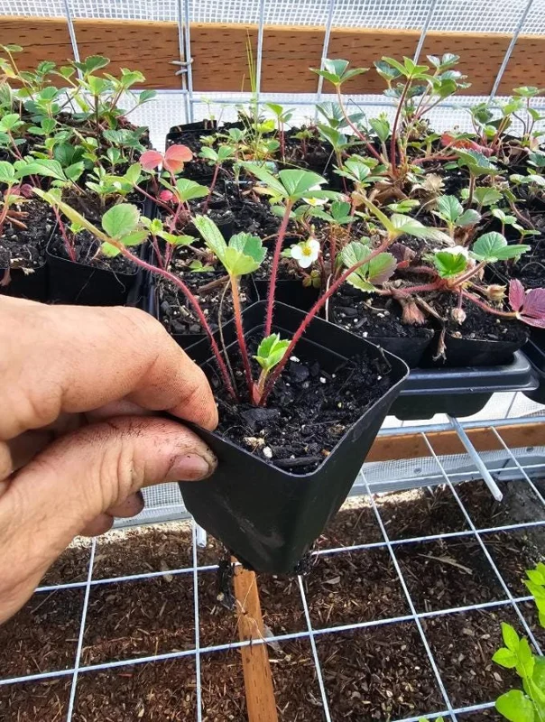 Wild Strawberry Live Plant – 3-Inch Pot – Edible Berries – Fragaria vesca Wild Strawberry Live Plant – 3-Inch Pot – Edible Berries – Fragaria vesca - Image 7