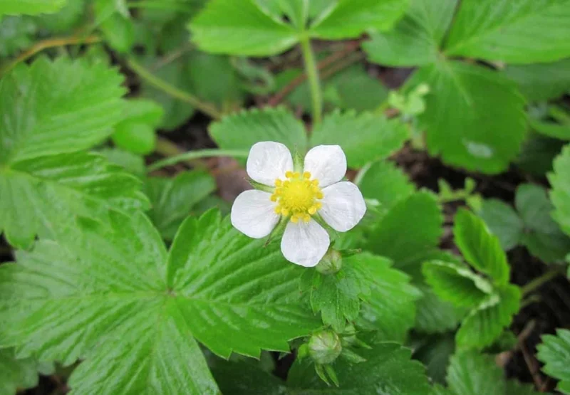 Wild Strawberry Live Plant – 3-Inch Pot – Edible Berries – Fragaria vesca Wild Strawberry Live Plant – 3-Inch Pot – Edible Berries – Fragaria vesca - Image 8