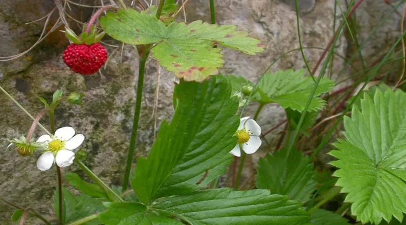 Wild Strawberry Live Plant – 3-Inch Pot – Edible Berries – Fragaria vesca Wild Strawberry Live Plant – 3-Inch Pot – Edible Berries – Fragaria vesca - Image 9