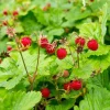 Wild Strawberry Live Plant - Fragaria vesca - Sweet Alpine Berries - 3-6 inch Tall - 3 inch Pot - Image 1