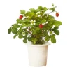 Wild Strawberry Live Plant – Sweet Berry Bush – 4-6 Inch Tall – 3 Inch Pot – Outdoor - Image 1