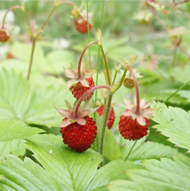 Wild Strawberry Live Plants - Fragaria Vesca Berry Seedlings, 4-6 Inch Tall, 3 Inch Pot Wild Strawberry Live Plants - Fragaria Vesca Berry Seedlings, 4-6 Inch Tall, 3 Inch Pot - Image 10