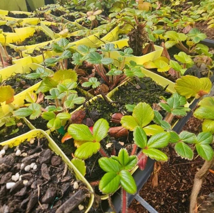 Wild Strawberry Live Plants - Fragaria Vesca Berry Seedlings, 4-6 Inch Tall, 3 Inch Pot Wild Strawberry Live Plants - Fragaria Vesca Berry Seedlings, 4-6 Inch Tall, 3 Inch Pot - Image 2