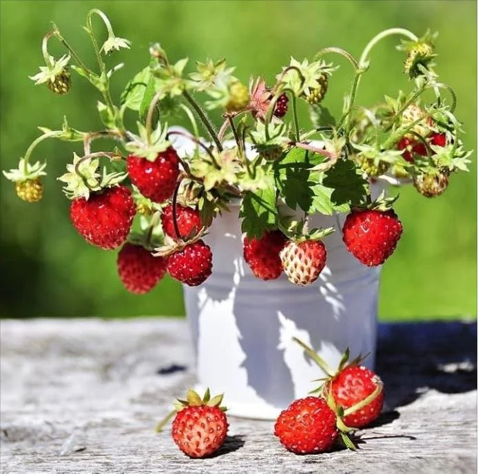 Wild Strawberry Live Plants - Fragaria Vesca Berry Seedlings, 4-6 Inch Tall, 3 Inch Pot Wild Strawberry Live Plants - Fragaria Vesca Berry Seedlings, 4-6 Inch Tall, 3 Inch Pot - Image 3