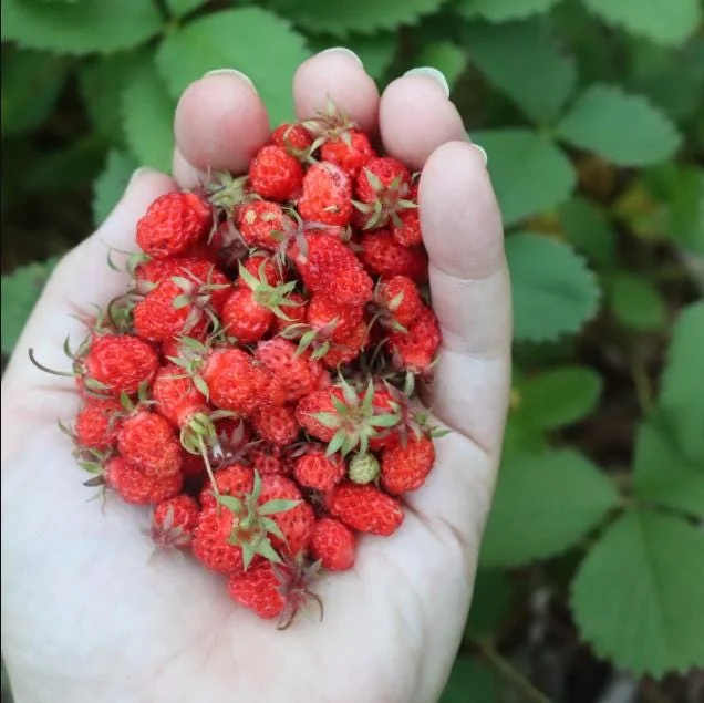Wild Strawberry Live Plants - Fragaria Vesca Berry Seedlings, 4-6 Inch Tall, 3 Inch Pot Wild Strawberry Live Plants - Fragaria Vesca Berry Seedlings, 4-6 Inch Tall, 3 Inch Pot - Image 4
