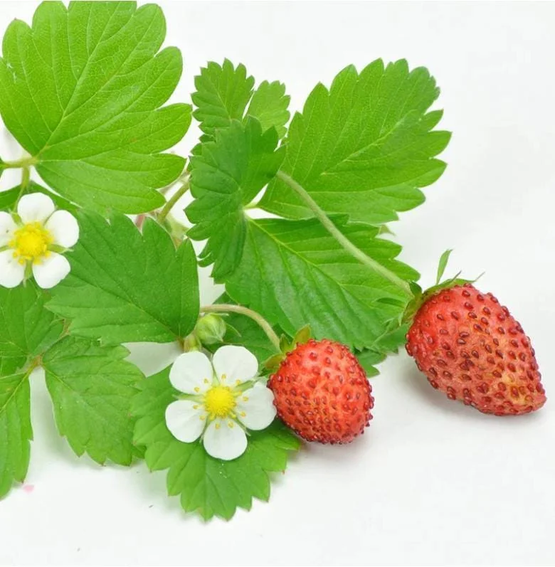 Wild Strawberry Live Plants - Fragaria Vesca Berry Seedlings, 4-6 Inch Tall, 3 Inch Pot Wild Strawberry Live Plants - Fragaria Vesca Berry Seedlings, 4-6 Inch Tall, 3 Inch Pot - Image 6