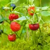 Wild Strawberry Live Plants - Fragaria Vesca Berry Seedlings, 4-6 Inch Tall, 3 Inch Pot Wild Strawberry Live Plants - Fragaria Vesca Berry Seedlings, 4-6 Inch Tall, 3 Inch Pot - Image 1