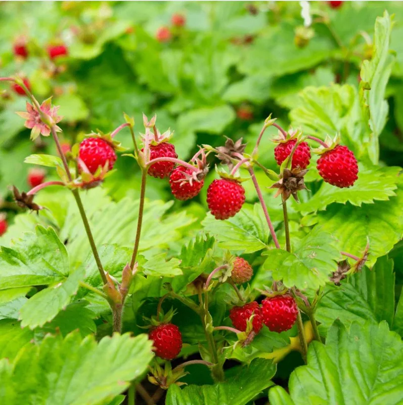 Wild Strawberry Live Plants - Fragaria Vesca Berry Seedlings, 4-6 Inch Tall, 3 Inch Pot Wild Strawberry Live Plants - Fragaria Vesca Berry Seedlings, 4-6 Inch Tall, 3 Inch Pot - Image 7
