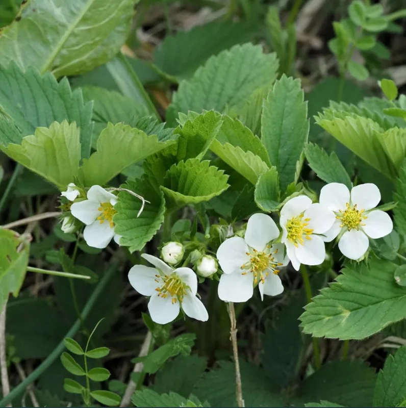 Wild Strawberry Live Plants - Fragaria Vesca Berry Seedlings, 4-6 Inch Tall, 3 Inch Pot Wild Strawberry Live Plants - Fragaria Vesca Berry Seedlings, 4-6 Inch Tall, 3 Inch Pot - Image 8