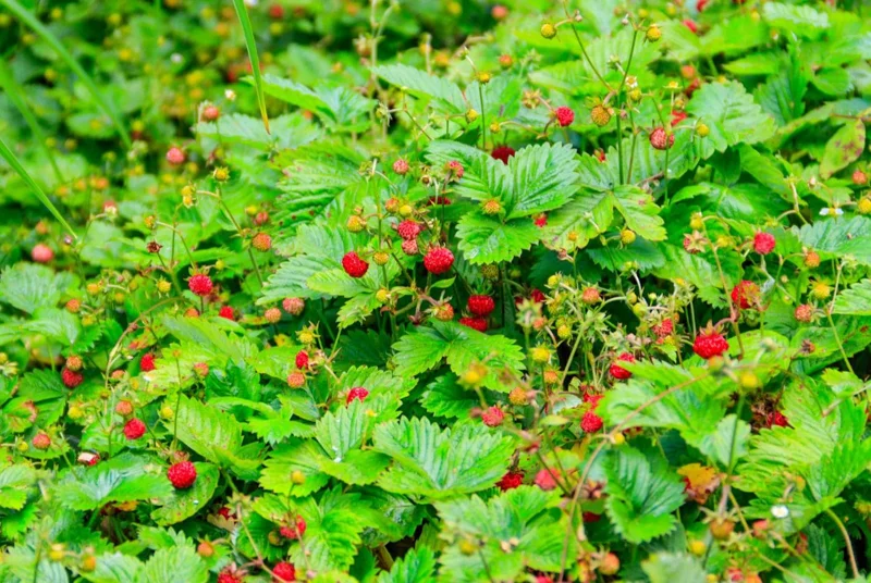 Wild Strawberry Live Plants - Fragaria Vesca Berry Seedlings, 4-6 Inch Tall, 3 Inch Pot Wild Strawberry Live Plants - Fragaria Vesca Berry Seedlings, 4-6 Inch Tall, 3 Inch Pot - Image 9