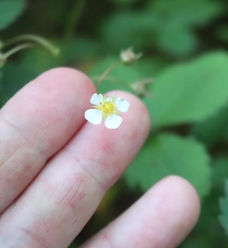 Wild Strawberry Live Plants (Fragaria vesca) - Set of 2, 3 Inch Pots, Edible Berries Wild Strawberry Live Plants (Fragaria vesca) - Set of 2, 3 Inch Pots, Edible Berries - Image 10