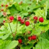 Wild Strawberry Live Plants (Fragaria vesca) - Set of 2, 3-Inch Pots, Edible Berries - Image 1