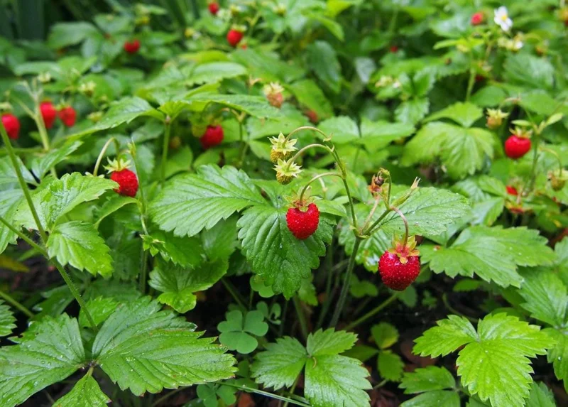 Wild Strawberry Live Plants (Fragaria vesca) - Set of 2, 3 Inch Pots, Edible Berries Wild Strawberry Live Plants (Fragaria vesca) - Set of 2, 3 Inch Pots, Edible Berries - Image 3
