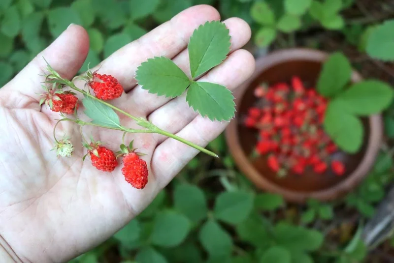 Wild Strawberry Live Plants (Fragaria vesca) - Set of 2, 3 Inch Pots, Edible Berries Wild Strawberry Live Plants (Fragaria vesca) - Set of 2, 3 Inch Pots, Edible Berries - Image 4