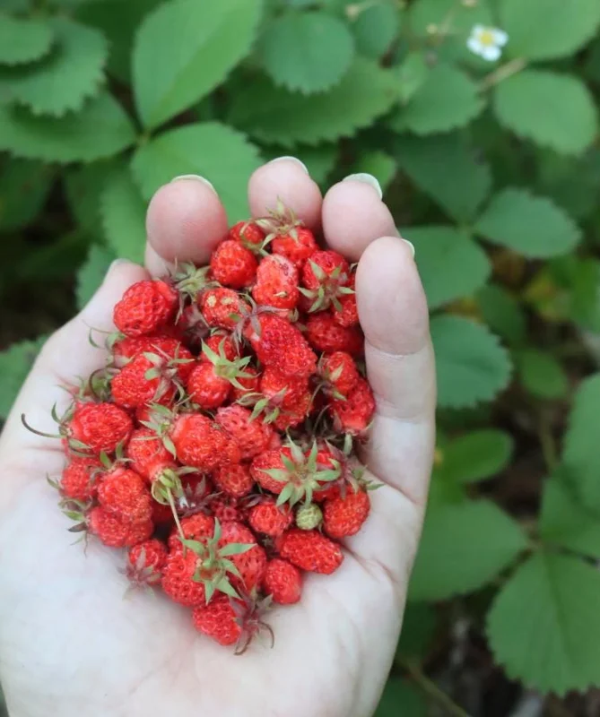 Wild Strawberry Live Plants (Fragaria vesca) - Set of 2, 3 Inch Pots, Edible Berries Wild Strawberry Live Plants (Fragaria vesca) - Set of 2, 3 Inch Pots, Edible Berries - Image 5
