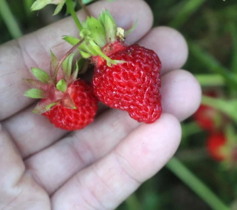 Wild Strawberry Live Plants (Fragaria vesca) - Set of 2, 3 Inch Pots, Edible Berries Wild Strawberry Live Plants (Fragaria vesca) - Set of 2, 3 Inch Pots, Edible Berries - Image 6