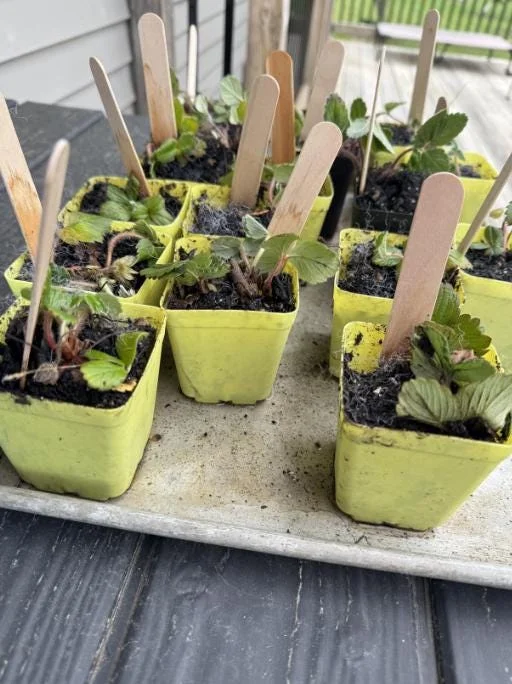 Wild Strawberry Live Plants (Fragaria vesca) - Set of 2, 3 Inch Pots, Edible Berries Wild Strawberry Live Plants (Fragaria vesca) - Set of 2, 3 Inch Pots, Edible Berries - Image 7