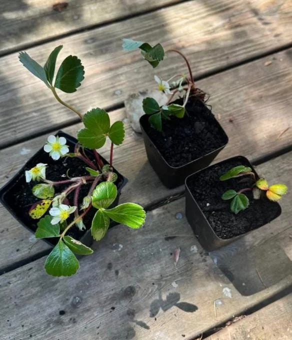 Wild Strawberry Live Plants (Fragaria vesca) - Set of 2, 3 Inch Pots, Edible Berries Wild Strawberry Live Plants (Fragaria vesca) - Set of 2, 3 Inch Pots, Edible Berries - Image 8