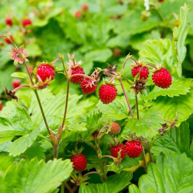 Wild Strawberry Live Plants (Fragaria vesca) - Set of 2, 3 Inch Pots, Edible Berries Wild Strawberry Live Plants (Fragaria vesca) - Set of 2, 3 Inch Pots, Edible Berries - Image 1