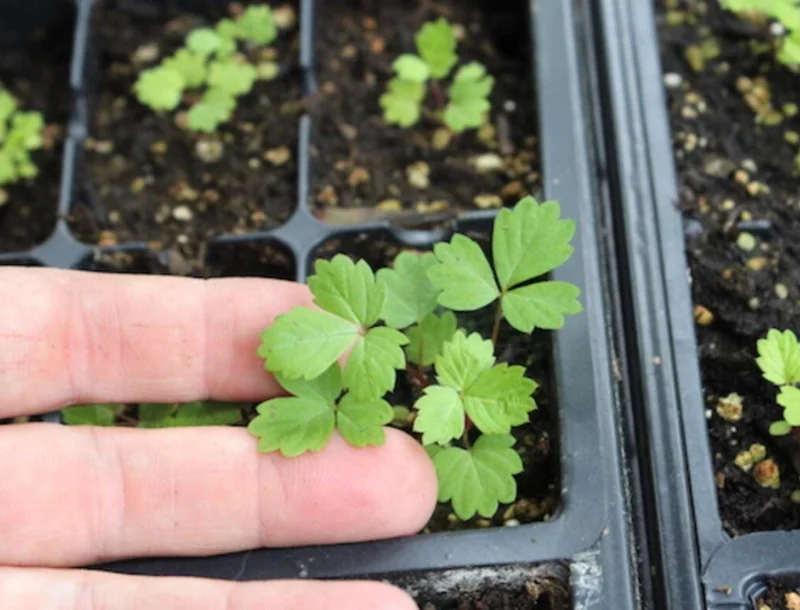 Wild Strawberry Live Plants (Fragaria vesca) - Set of 2, 3 Inch Pots, Edible Berries Wild Strawberry Live Plants (Fragaria vesca) - Set of 2, 3 Inch Pots, Edible Berries - Image 9