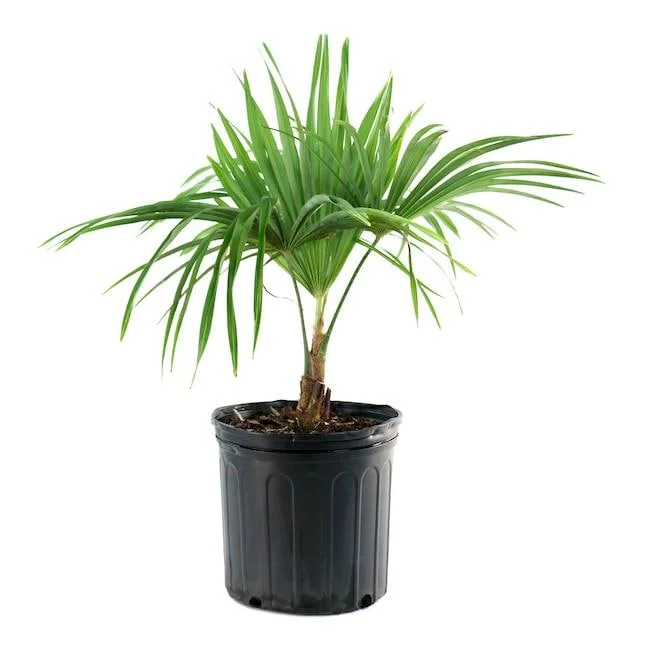 Windmill Palm Tree Live Plant – 2-3 Ft Tall – 3 Gallon Container – Outdoor - Image 2