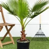 Windmill Palm Tree Live Plant – 2-3 Ft Tall – 3 Gallon Container – Outdoor - Image 1
