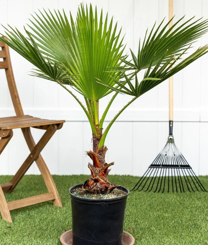 Windmill Palm Tree Live Plant – 2-3 Ft Tall – 3 Gallon Container – Outdoor - Image 1