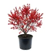 Winterberry Holly Live Plant - Red Berry Shrub for Winter Interest - Image 1