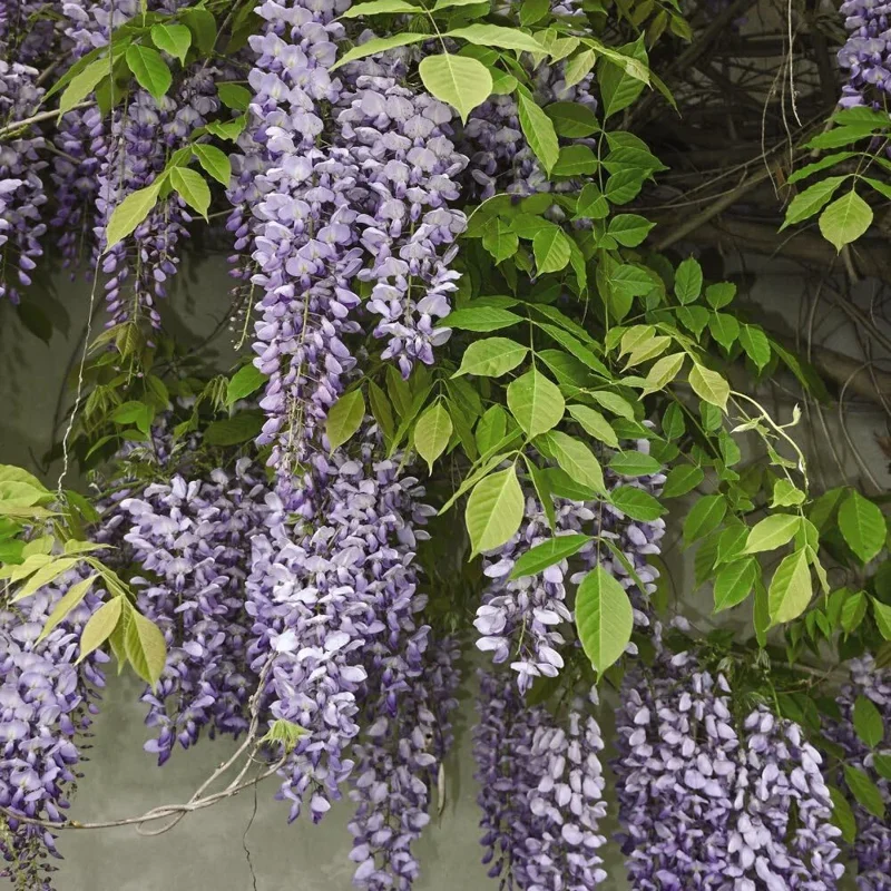 Wisteria Seeds - 20 Pcs Perennial Climbing Flower Vine for Outdoor Garden Wisteria Seeds - 20 Pcs Perennial Climbing Flower Vine for Outdoor Garden - Image 2
