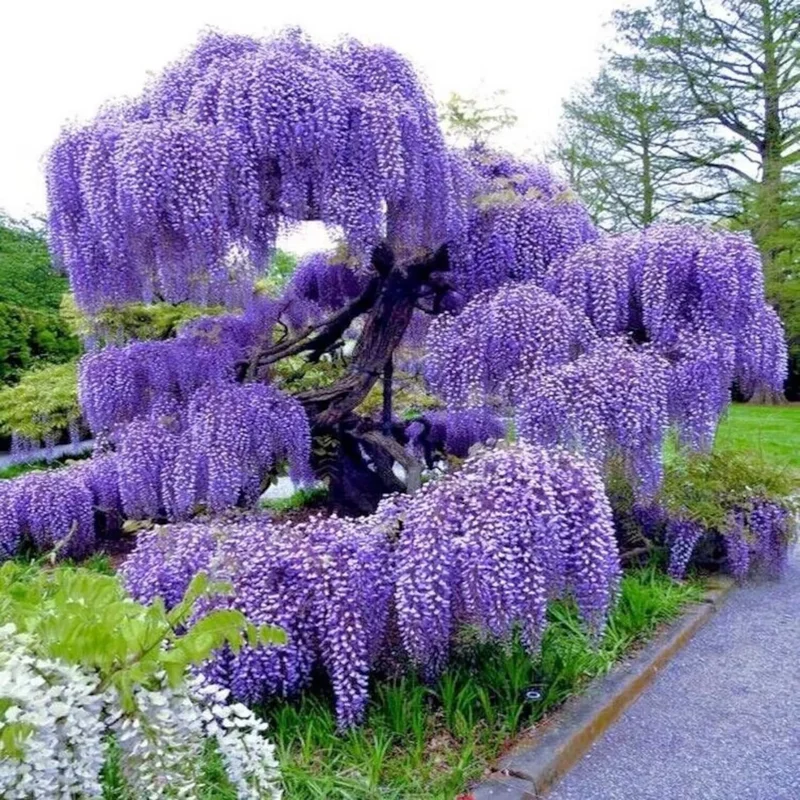 Wisteria Seeds - 20 Pcs Perennial Climbing Flower Vine for Outdoor Garden Wisteria Seeds - 20 Pcs Perennial Climbing Flower Vine for Outdoor Garden - Image 1