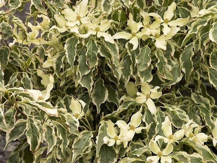 Wolf Eyes Kousa Dogwood Live Plant – Variegated Tree – 18+ Inches Tall – Outdoor Wolf Eyes Kousa Dogwood Live Plant – Variegated Tree – 18+ Inches Tall – Outdoor - Image 2