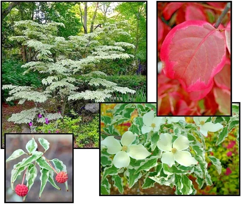 Wolf Eyes Kousa Dogwood Live Plant – Variegated Tree – 18+ Inches Tall – Outdoor Wolf Eyes Kousa Dogwood Live Plant – Variegated Tree – 18+ Inches Tall – Outdoor - Image 3