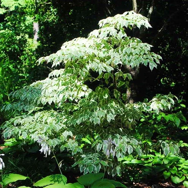 Wolf Eyes Kousa Dogwood Live Plant – Variegated Tree – 18+ Inches Tall – Outdoor Wolf Eyes Kousa Dogwood Live Plant – Variegated Tree – 18+ Inches Tall – Outdoor - Image 4