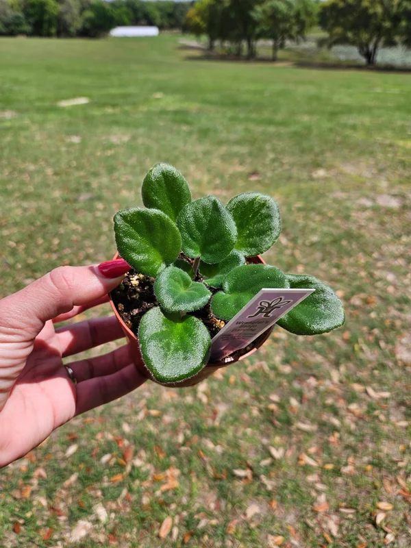 Wrangler's Banjo Dancing African Violet Live Plant 4 Inch Pot Indoor Houseplant - Image 2