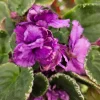 Wrangler's Banjo Dancing African Violet Live Plant 4 Inch Pot Indoor Houseplant - Image 1